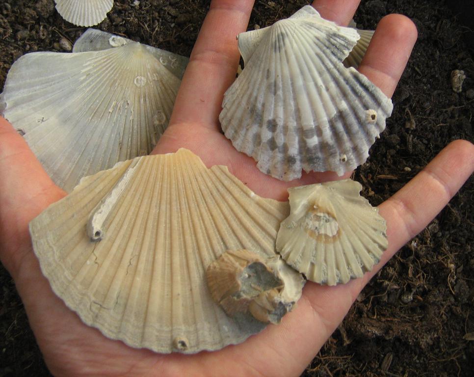 Pecten e dettagli